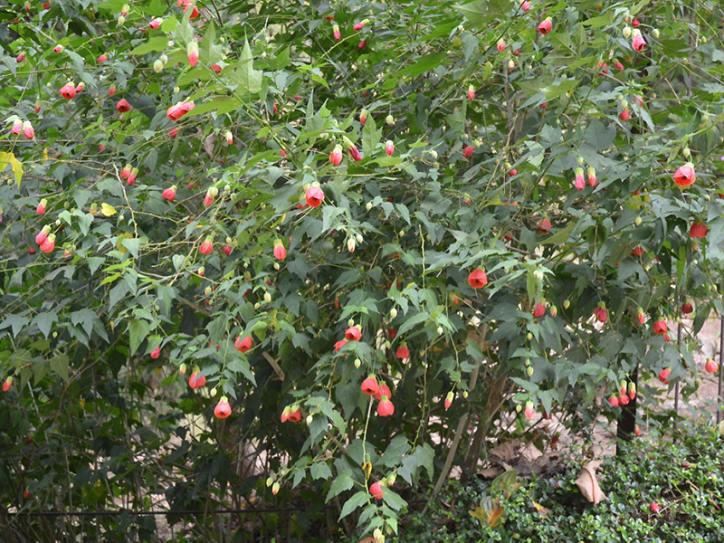 Malvaviscus arboreus, form. Queen Sirikit Botanic Garden, Mae Rim District, Chiang Mai Province, Thailand.