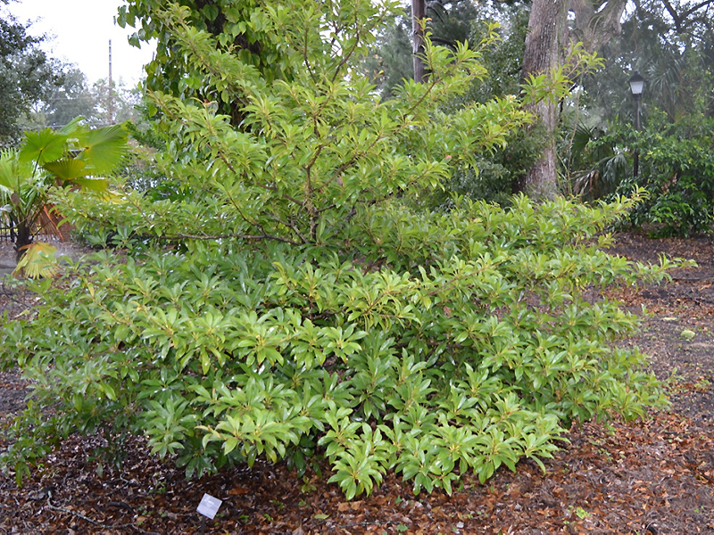 Manilkara zapota, form. Harry P. Leu Gardens, Orlando, Florida, United States of America.