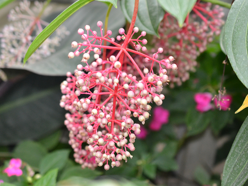 Medinilla cummingll, flower. Queen Sirikit Botanic Garden, Mae Rim District, Chiang Mai Province, Thailand.