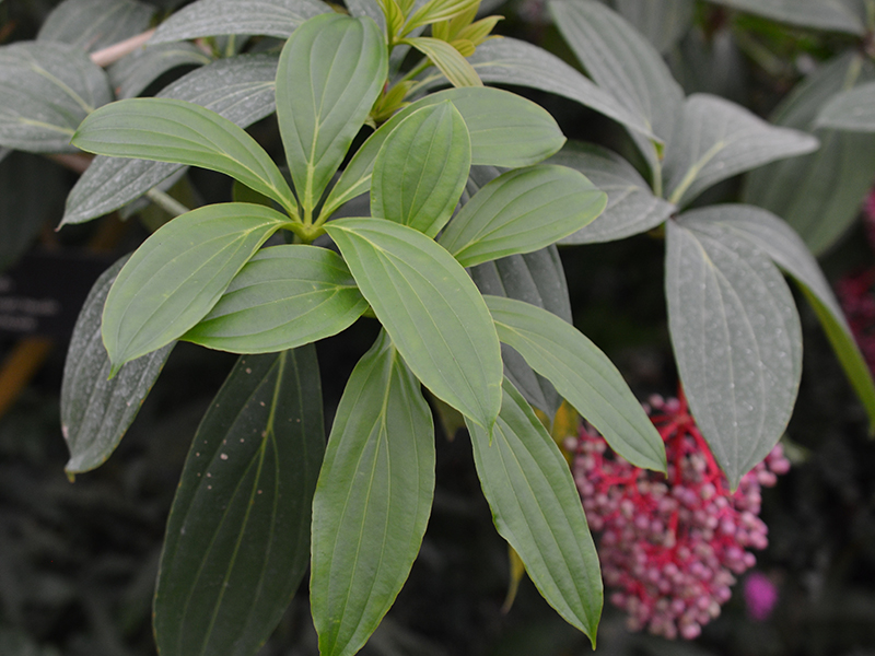 Medinilla cummingll, leaf. Queen Sirikit Botanic Garden, Mae Rim District, Chiang Mai Province, Thailand.