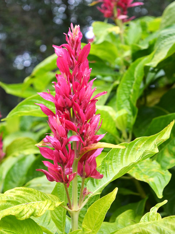 Megaskepasma erythrochlamys, flower. Bok Tower Gardens, Lake Wales, Florida, United States of America.