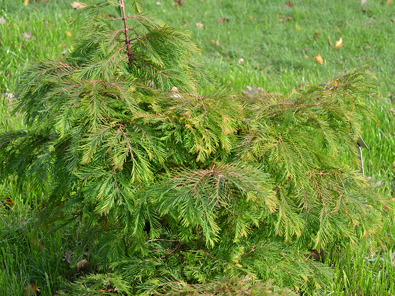 Metasequoia-glyptostroboides-Mattaei-Broom-RBG-frm-1.JPG