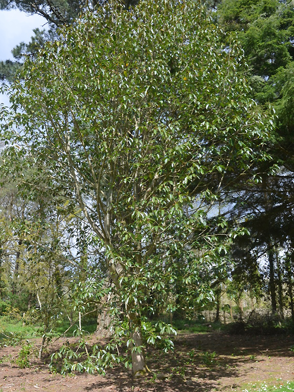 Michelia doltsopa, form. National Trust Trelissick Garden, Feock, near Truro, Cornwall, United Kingdom. 