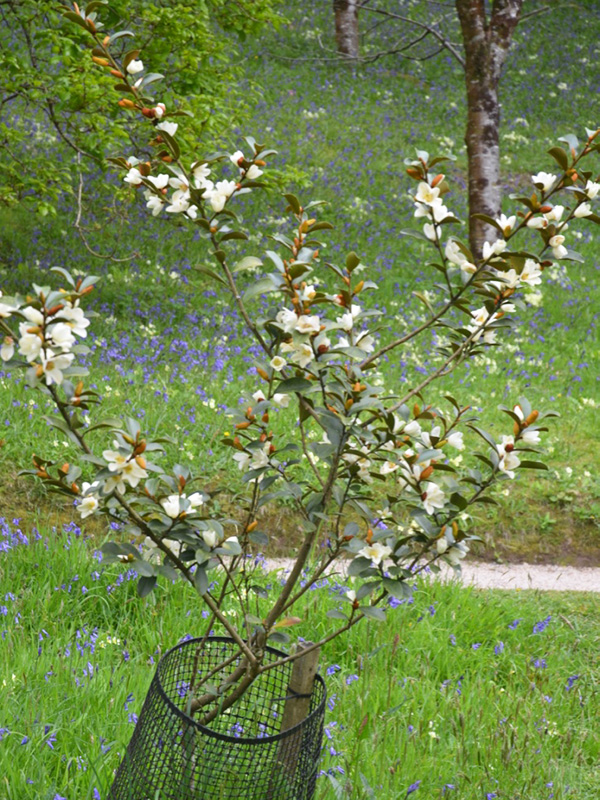 Michelia doltsopa, form. Glendurgan Gardens, Falmouth, Cornwall, United Kingdom. 