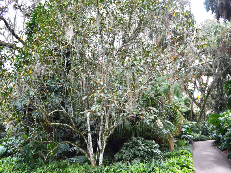 Michelia figo, form. Bok Tower Gardens, Lake Wales, Florida, United States of America.