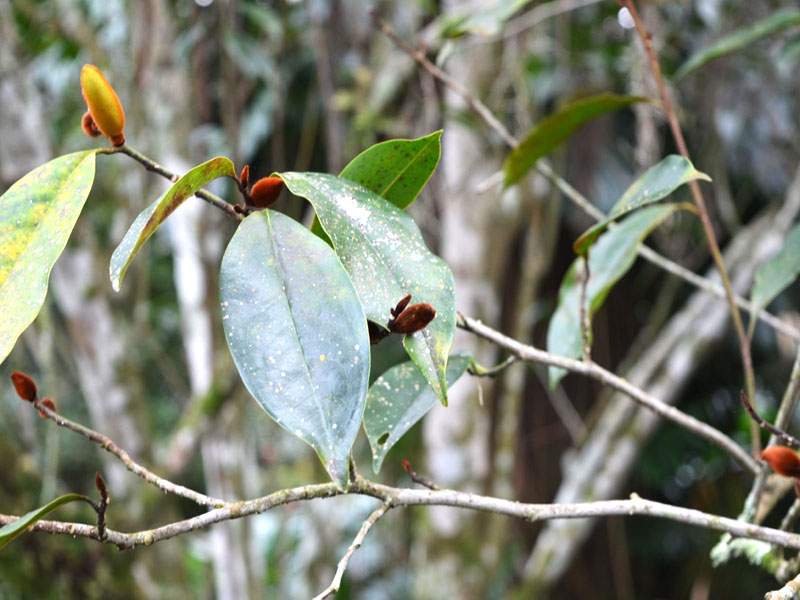 Michelia figo, leaf. Bok Tower Gardens, Lake Wales, Florida, United States of America.