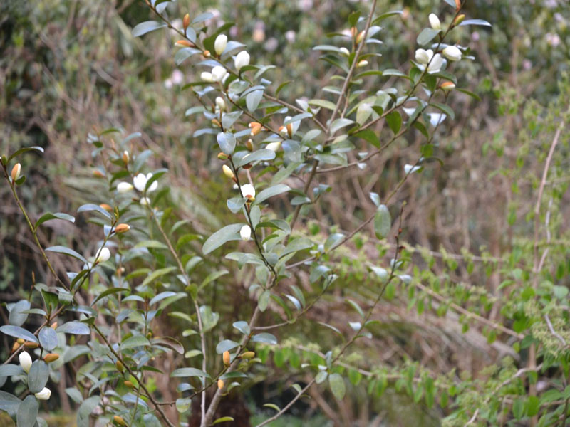 Michellia yunnanensis, form. National Trust Trelissick Garden, Feock, near Truro, Cornwall, United Kingdom.