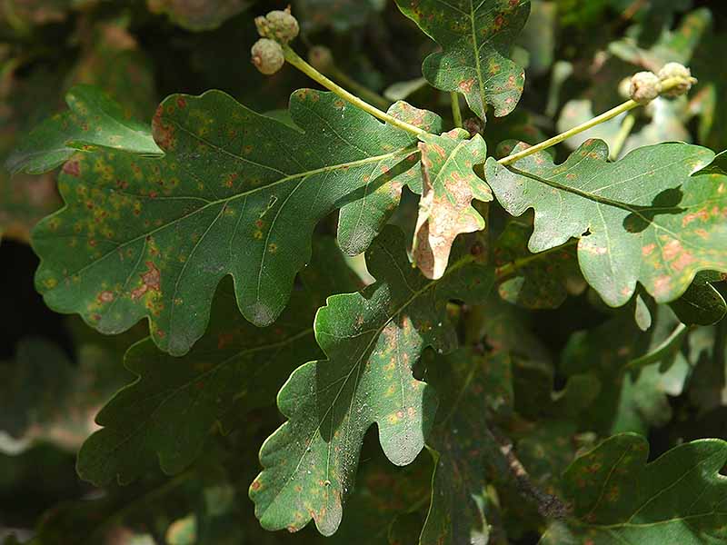 Powdery mildew on  English Oak in late spring.