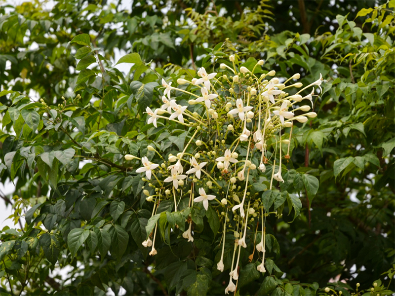 Millingtonia hortensis, Flower