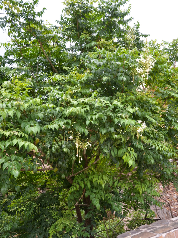 Millingtonia hortensis, Form