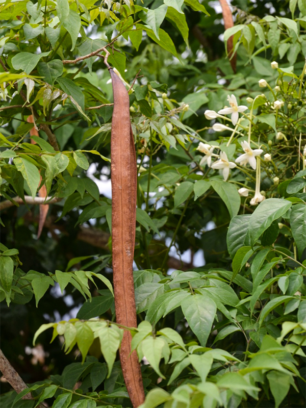 Millingtonia hortensis, Fruit