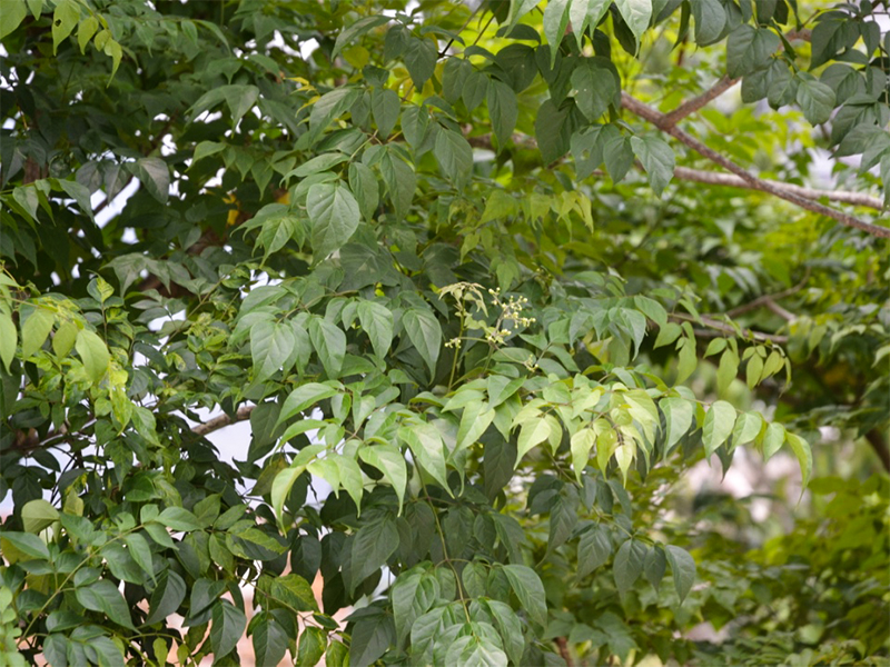 Millingtonia hortensis, Leaf
