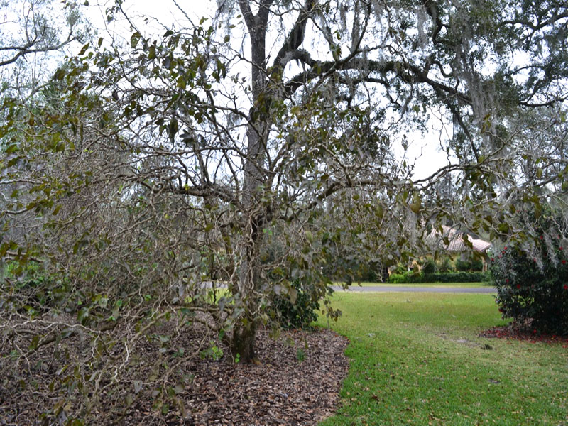 Morus bombycis 'Unryu’ form. Bok Tower Gardens, Lake Wales, Florida, United States of America.