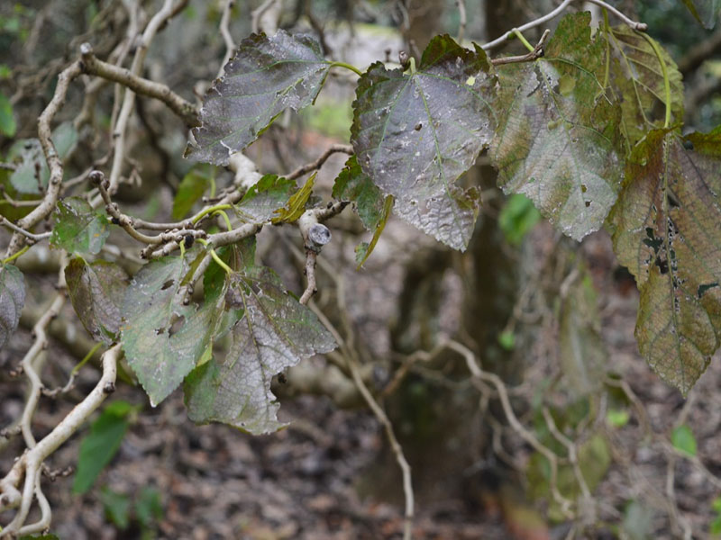 Morus bombycis 'Unryu’ leaf. Bok Tower Gardens, Lake Wales, Florida, United States of America.