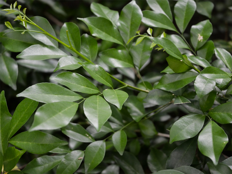 Murraya paniculata, Leaf