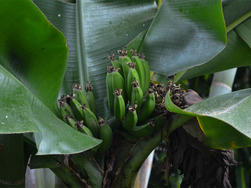 Musa acuminata, Fruit.