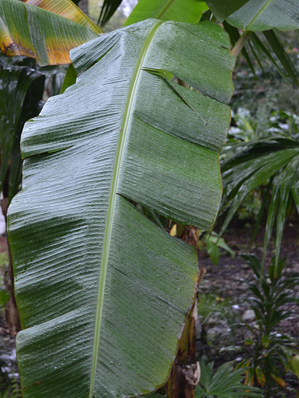 Musa itinerans var. gautengensis, leaf. Harry P. Leu Gardens, Orlando, Florida, United States of America.