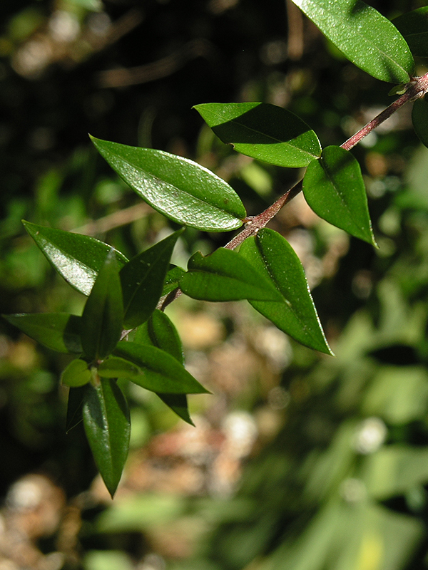 Myrtus communis, Leaf.