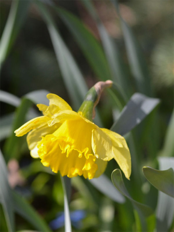 Narcissus-Carleton-flw.jpg