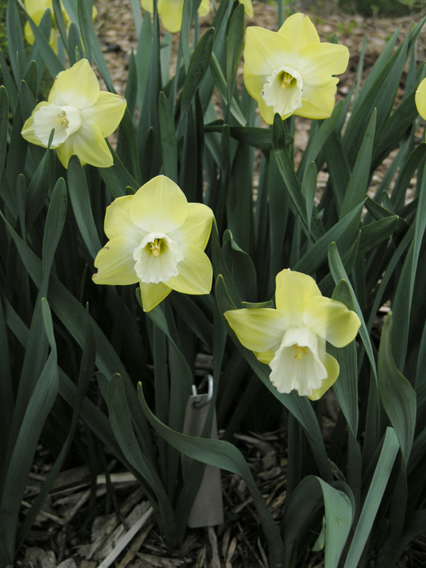 Narcissus-Chiloquin-cuddy-form.JPG