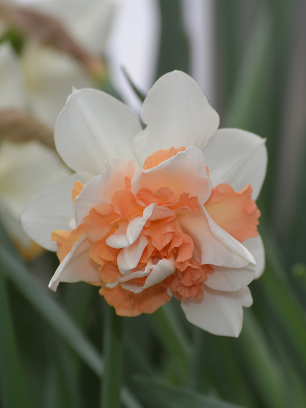 Narcissus-Delnashaug-flw-1.jpg