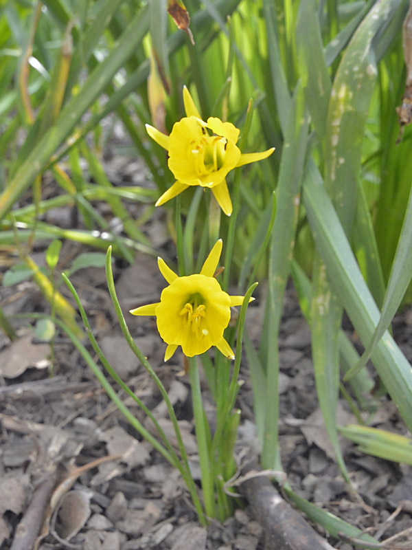 Narcissus-Golden-Bells-form.jpg