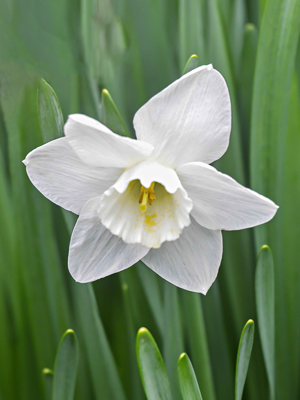 Narcissus-Irish-Rose-jp-flw-2.jpg