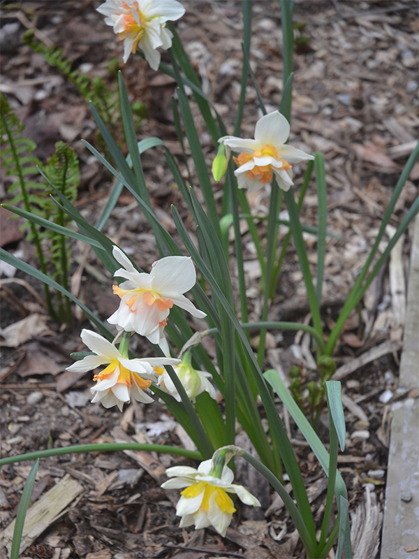 Narcissus-Replete-frm.jpg
