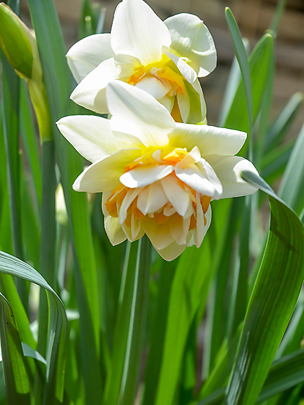 Narcissus 'Rosy Cloud'.