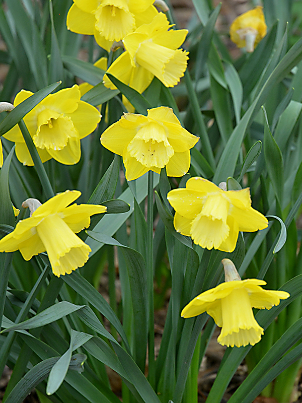 Narcissus-Spellbinder-cuddy-flw-6.JPG