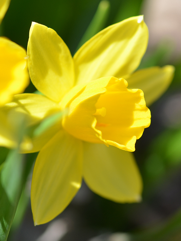 Narcissus-Tete-A-Tete-cuddy-flw-1.jpg