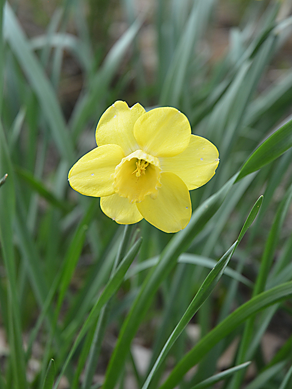 Narcissus 'Top Notch'.