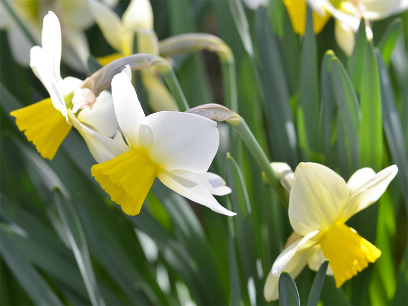 Narcissus-Tudour-Minstral-frm.jpg
