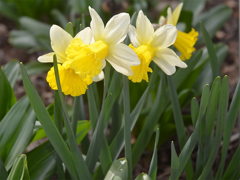 Narcissus-Wisley-frm.jpg