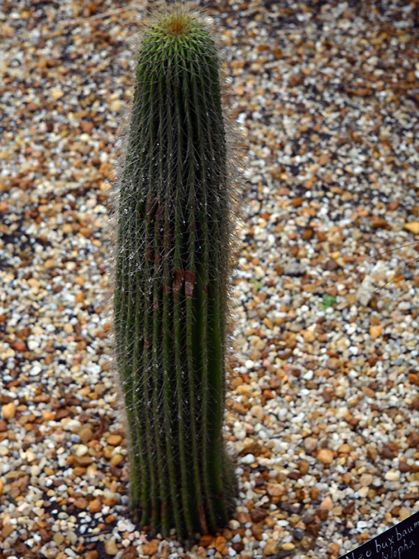 Neobuxbaumia polylopha, form. Harry P. Leu Gardens, Orlando, Florida, United States of America.