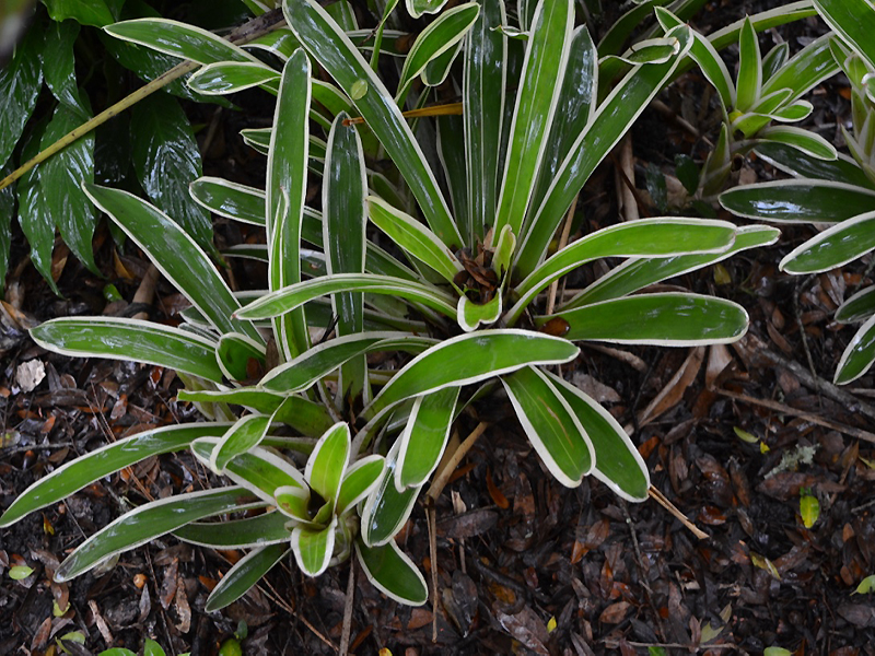 Neoregelia compacta 'Bossa Nova', form. Harry P. Leu Gardens, Orlando, Florida, United States of America.