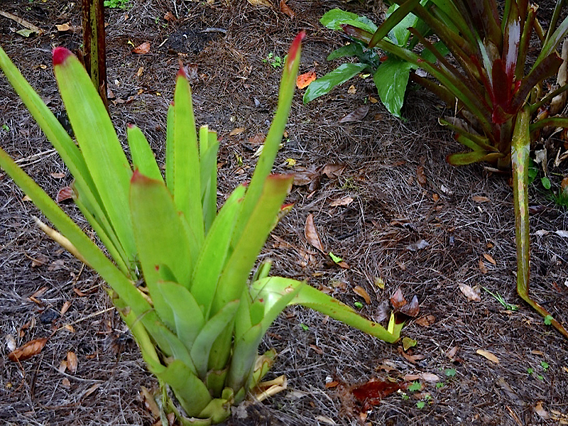 Neoregelia cruenta, form, Harry P. Leu Gardens, Orlando, Florida, United States of America.