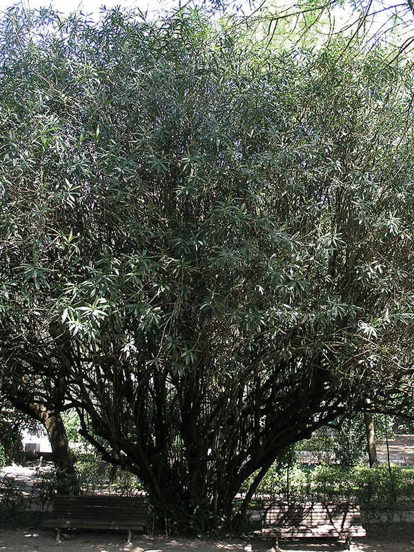 Nerium oleander form.