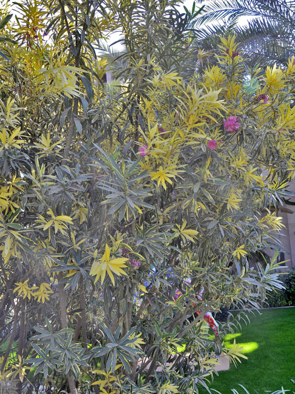 Nerium-oleander-variegated-form.jpg