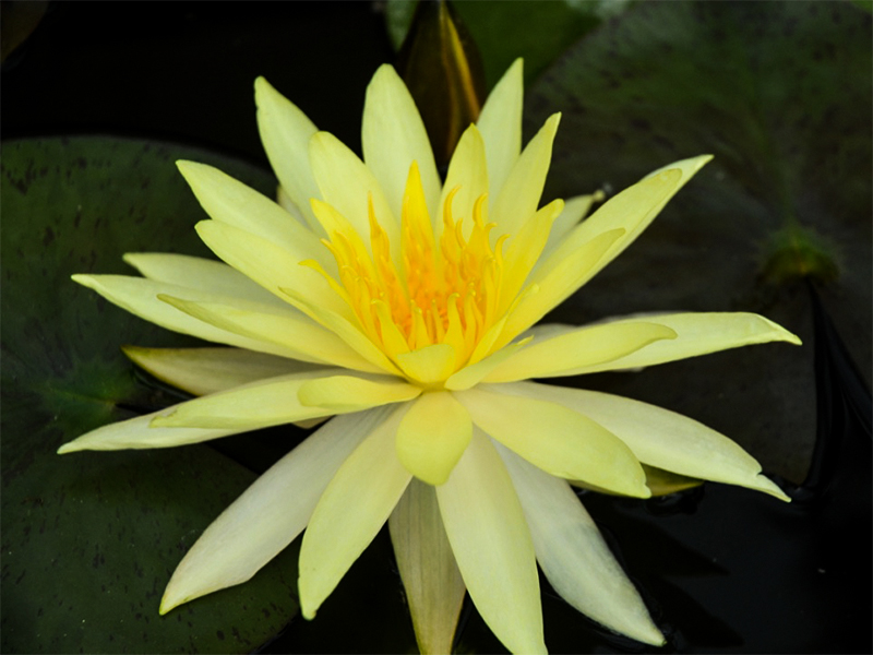 Nymphaea lotus, flower.
