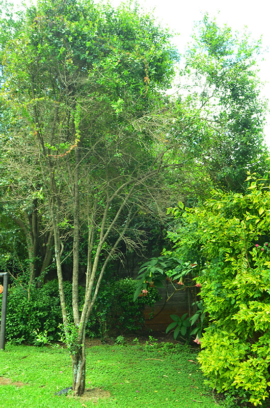 Olea-europaea-subsp.-cuspidata-ken-form.jpg