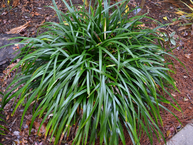 Ophiopogon jaburan 'Crystal Fan', form, Harry P. Leu Gardens, Orlando, Florida, United States of America.