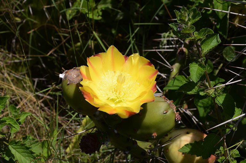 Opuntia vulgaris.