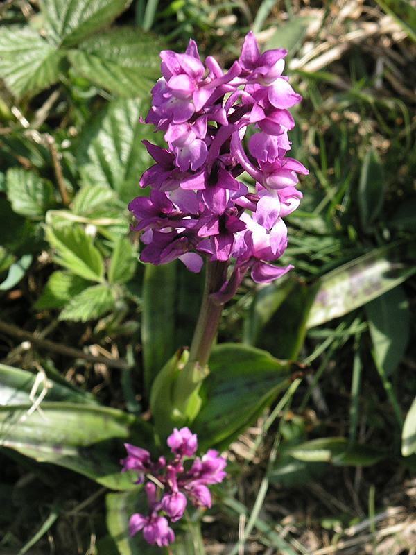 Orchis mascula, flower.