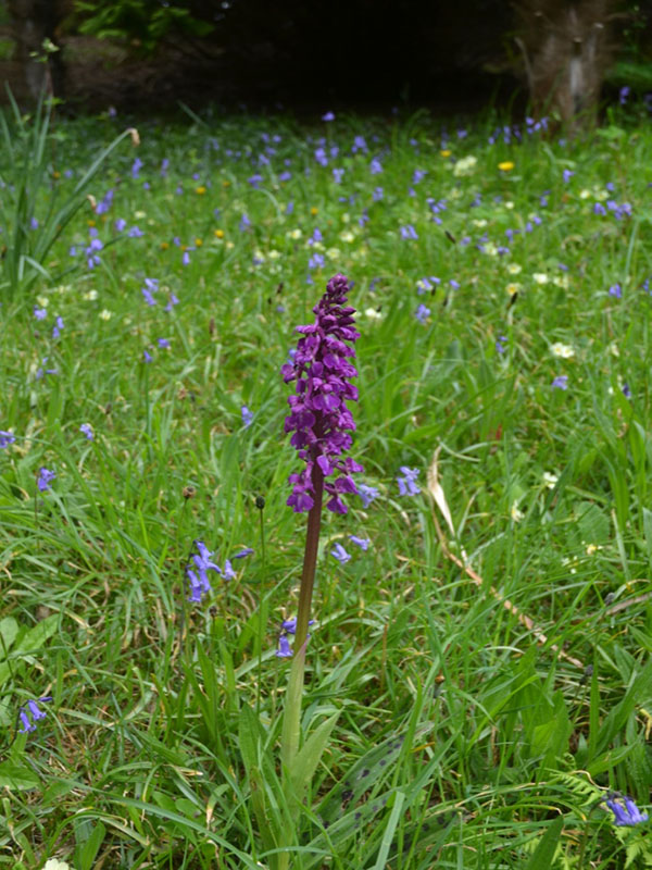 Orchis mascula, form, Glendurgan Garden, Mawnan Smith, Falmouth, Cornwall, United Kingdom.