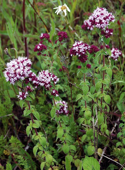 Image result for origanum vulgare