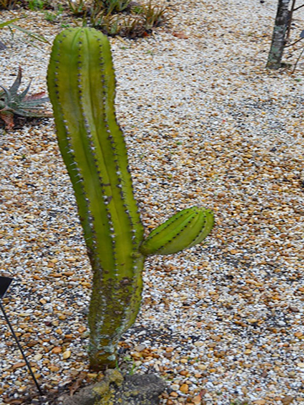 Pachycereus marginatus, form, Harry P. Leu Gardens, Orlando, Florida, United States of America.