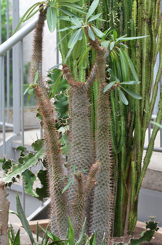 Pachypodium lamerei, form, Royal Botanical Gardens, Burlington, Ontario, Canada.