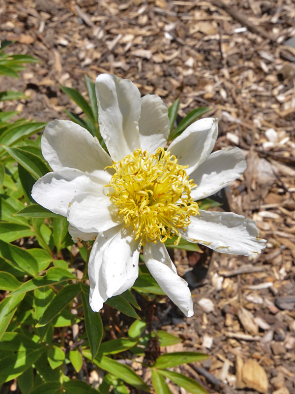 Paeonia-x-ShaylersSunburst-flower.jpg