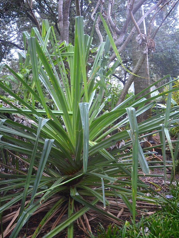 Pandanus oblatus, form, Harry P. Leu Gardens, Orlando, Florida, United States of America.